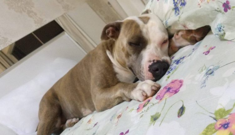 C O Da Ra A Pitbull Desaparece E Fam Lia Oferece Recompensa Para Quem